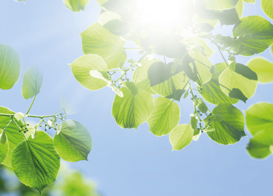 Green leaves