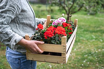 Crate of Flowers