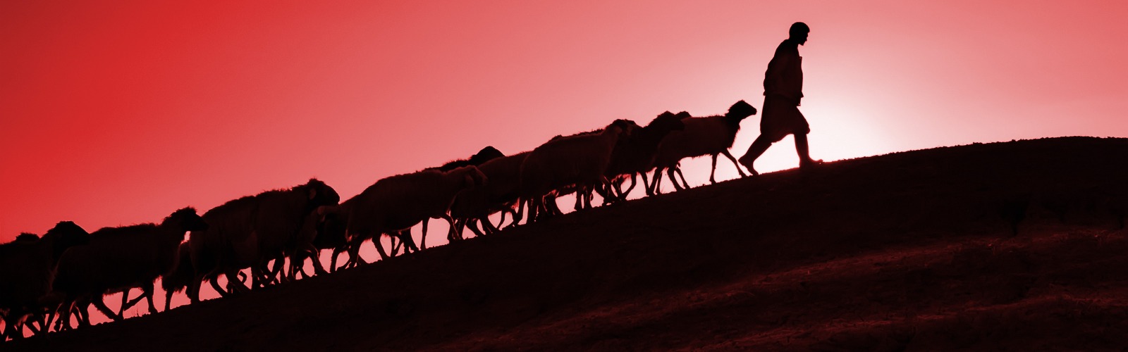 Sheep following shepherd